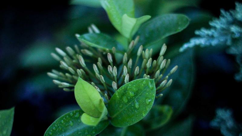 Featured image for Clawgo Net article