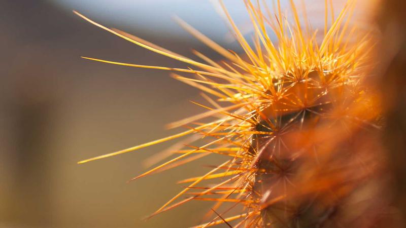 Featured image for Clawgo Net article