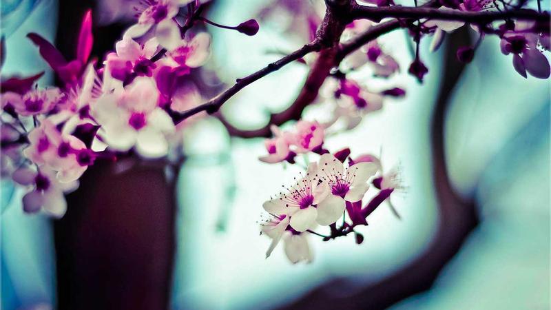 Featured image for Clawgo Net article