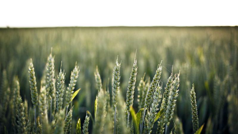 Featured image for Clawgo Net article