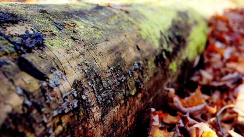 Featured image for Clawgo Net article