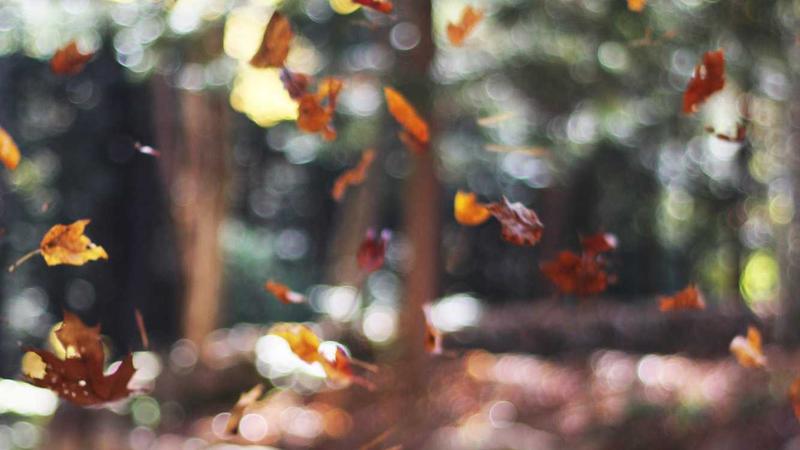 Featured image for Clawgo Net article