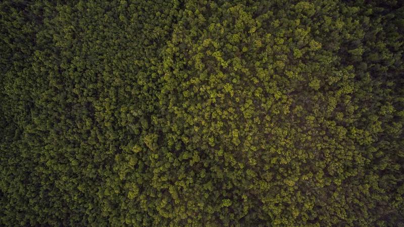 Featured image for Clawgo Net article