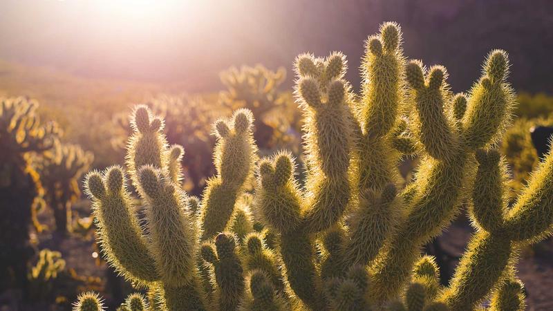 Featured image for Clawgo Net article